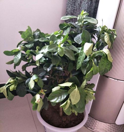 扶桑花叶子蔫了怎么办？如何快速恢复植物活力？