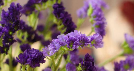 什么花的花语是忘记我？如何用花表达“忘记我”的情感？