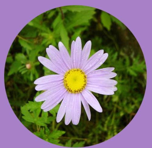 什么花的花语是忘记我？如何用花表达“忘记我”的情感？