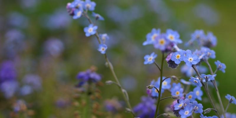 什么花的花语是忘记我？如何用花表达“忘记我”的情感？