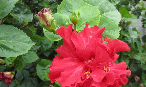 扶桑花颜色种类有哪些？每种颜色代表什么含义？