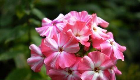 什么花的花语代表唯一？揭秘花语中的独特含义？