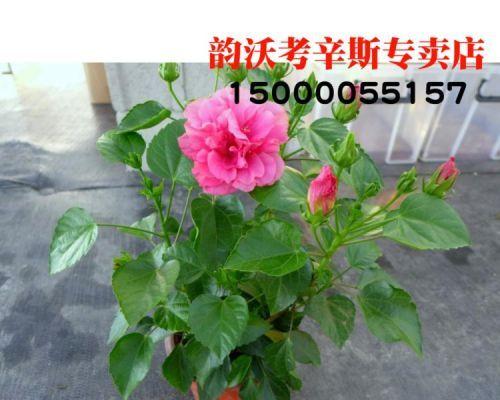 扶桑花缓苗方法是什么？缓苗期间需要注意什么？
