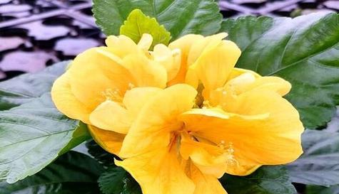扶桑花缓苗方法是什么？缓苗期间需要注意什么？
