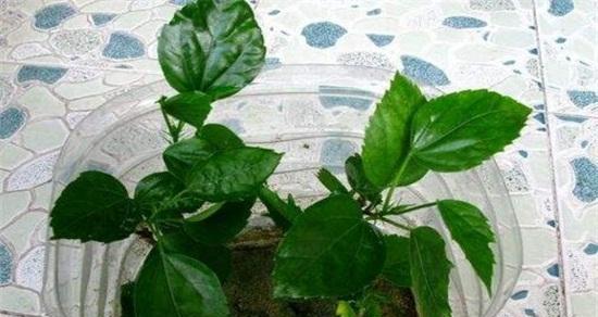 扶桑花修剪技巧是什么？剪枝时应注意哪些事项？
