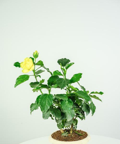 扶桑花修剪技巧是什么？剪枝时应注意哪些事项？