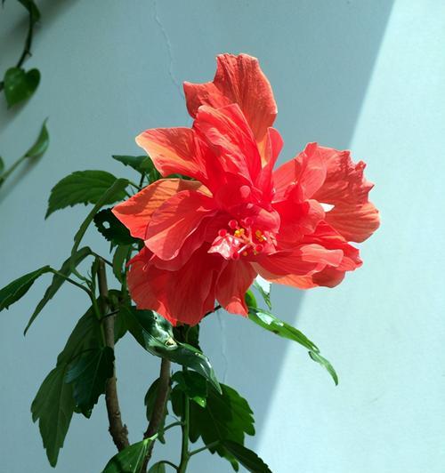 扶桑花修剪技巧是什么？剪枝时应注意哪些事项？