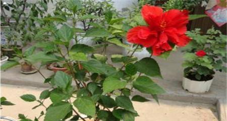 扶桑花修剪方法是什么？如何正确修剪扶桑花？