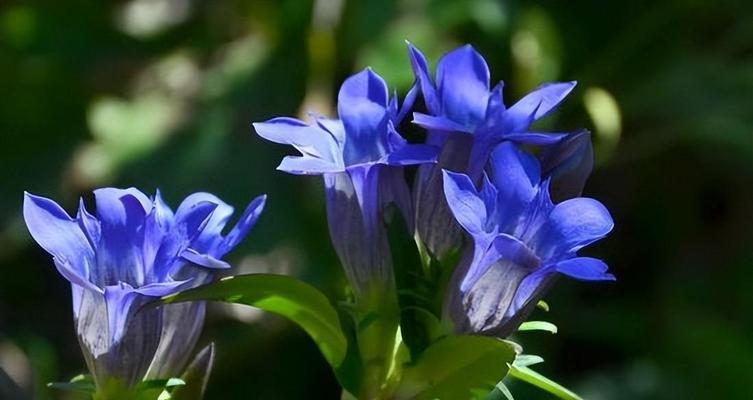 什么花的花语代表我爱你？如何用花表达爱意？