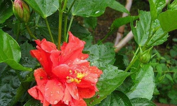 扶桑花修剪方法是什么？如何正确修剪扶桑花？