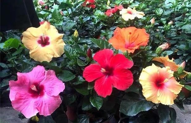 扶桑花在家中如何正确养护？常见问题有哪些？