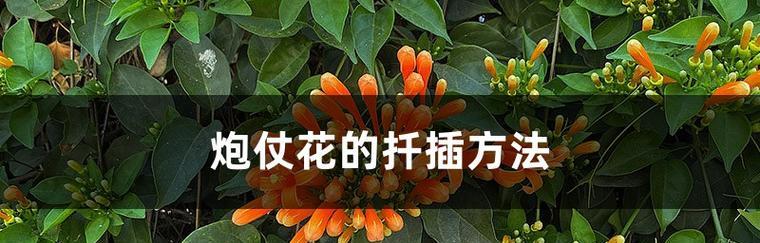 扶桑花扦插繁殖方法是什么？扶桑花插枝步骤图解有吗？