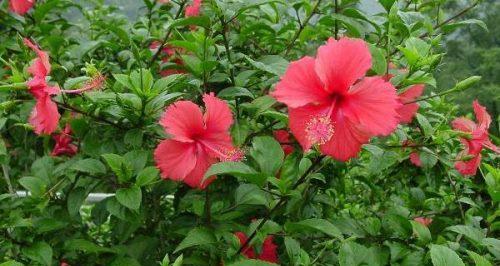 扶桑花浇水频率是多少？春夏秋冬如何调整？