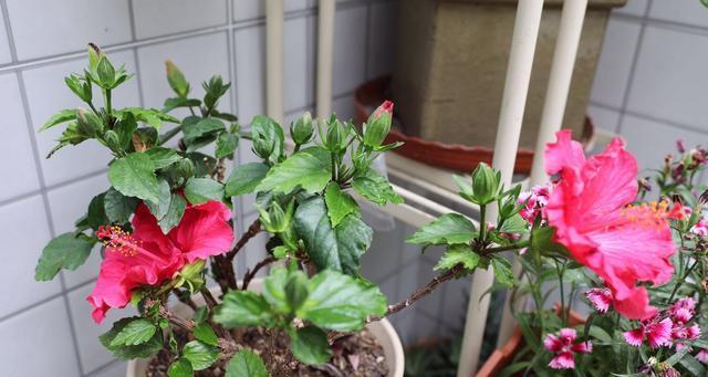 扶桑花浇水频率是多少？春夏秋冬如何调整？