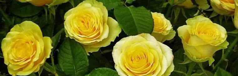 什么花的花语代表我喜欢你？如何用花表达爱意？