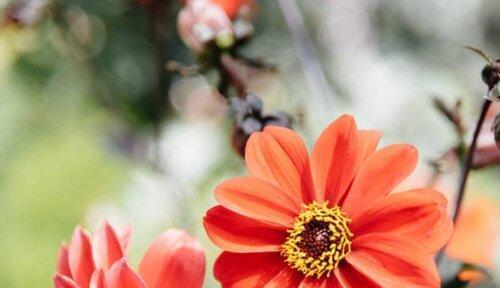什么花的花语代表我喜欢你？如何用花表达爱意？