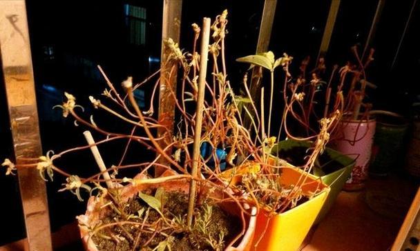 扶桑烂根怎么办？有效预防和处理方法是什么？