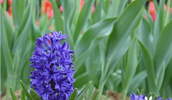 什么花代表无法得到的爱？花语中无法得到的花有哪些？