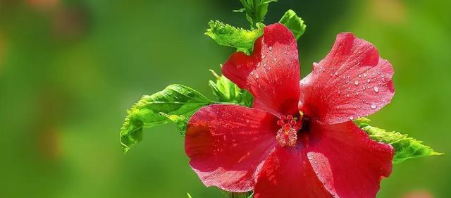 扶桑牡丹花期持续多久？如何延长花期？