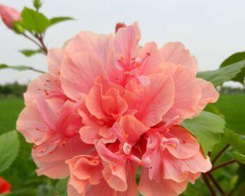 扶桑牡丹花期持续多久？如何延长花期？