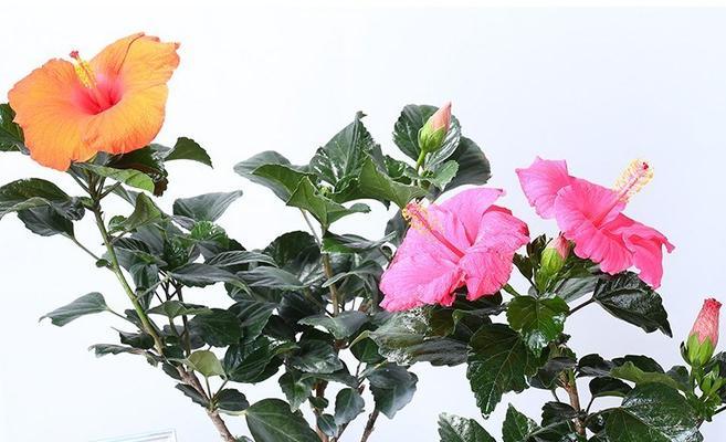 扶桑牡丹花期持续多久？如何延长花期？