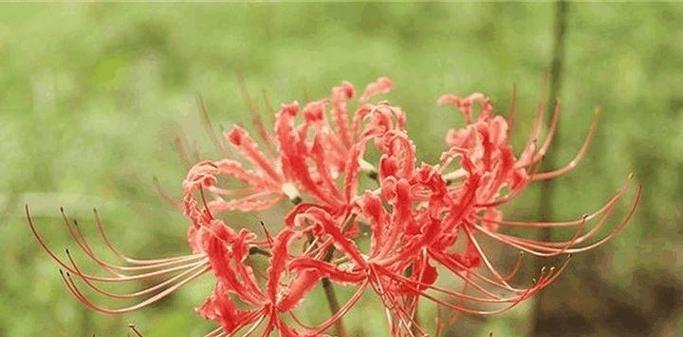 什么花代表无法言说的爱？花语中隐藏的深情是什么？