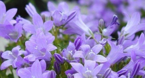 什么花代表无私的爱？花语中表达无私爱意的花卉有哪些？