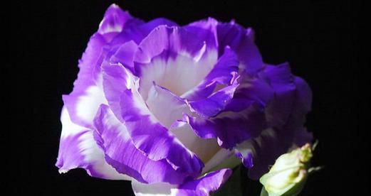 什么花代表无私的爱？花语中表达无私爱意的花卉有哪些？