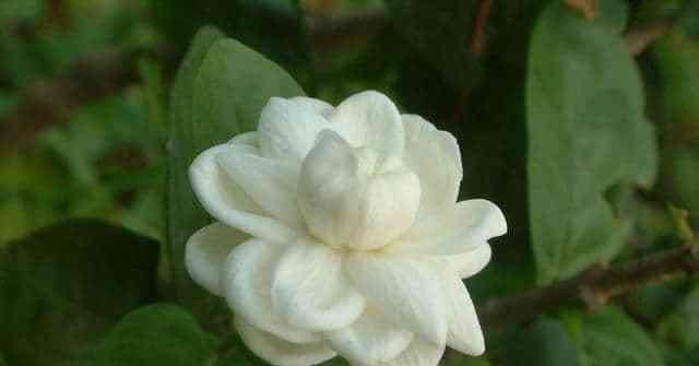什么花代表无所谓？花语中表达无所谓的花有哪些？