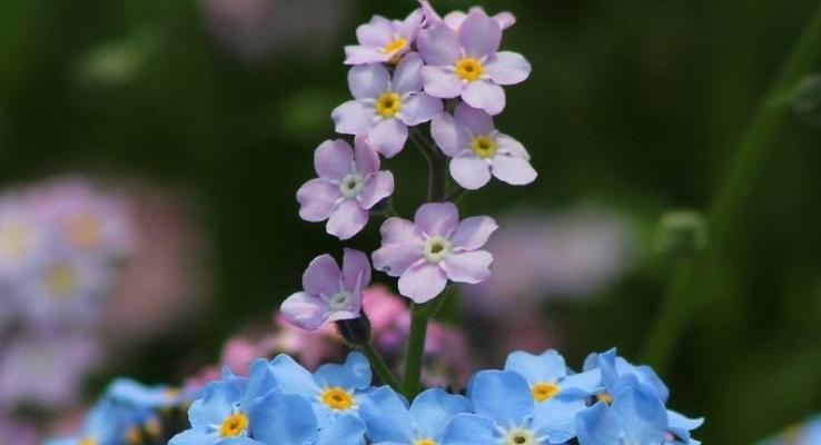 勿忘我花语是什么？这种花代表了什么含义？
