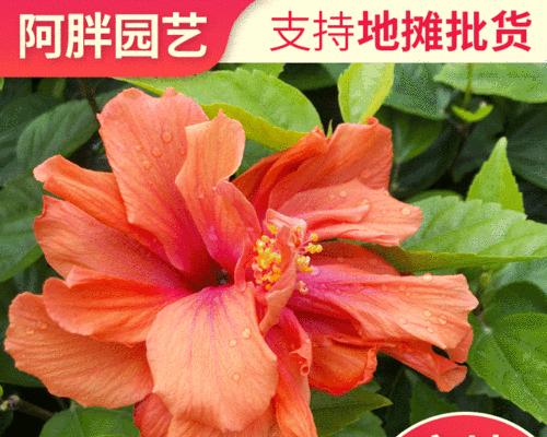 扶桑树室内养殖可行吗？如何正确养护扶桑树？