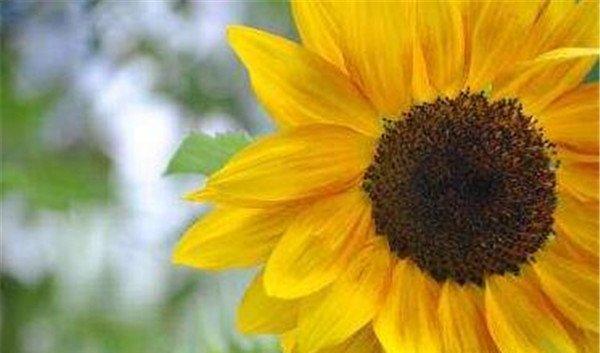 什么花代表希望和阳光？花语中希望的阳光象征着什么？