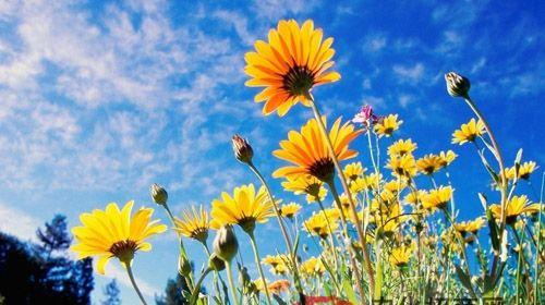 什么花代表希望和阳光？花语中希望的阳光象征着什么？