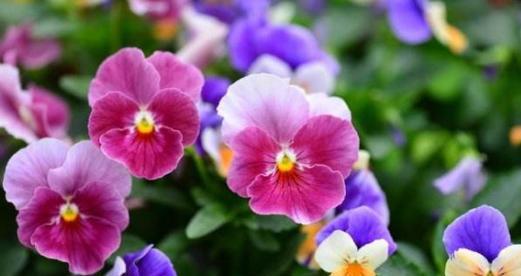 什么花代表喜欢？花语中表达喜欢的花卉有哪些？