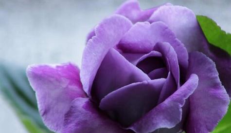 什么花代表喜欢你？花语中表达爱意的花卉有哪些？