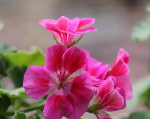 什么花的花语代表相逢？揭秘相逢之花的含义和选择指南
