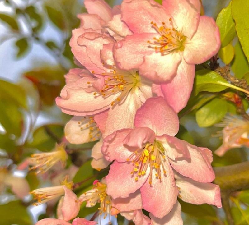 什么花代表思念？花语中表达“想你了”的花有哪些？