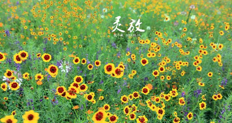 什么花代表思念？花语中表达“想你了”的花有哪些？