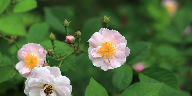 什么花代表思念？花语中表达“想你了”的花有哪些？
