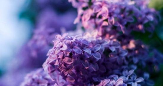 什么花代表想念？揭秘花语背后的含义是什么？