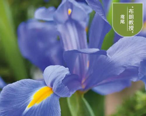 什么花代表想念你？花语中表达思念的花卉有哪些？