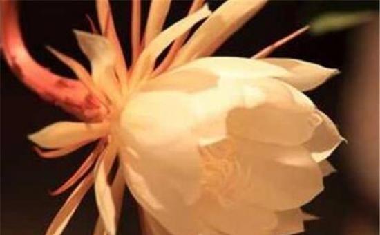什么花代表想念你？花语中表达思念的花卉有哪些？
