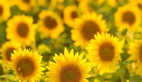 什么花象征新的开始？花语中代表新起点的花卉有哪些？