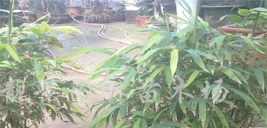 佛肚竹冬天掉叶子是正常现象吗？如何处理？