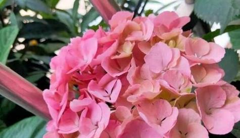 什么花代表新生？揭秘花语背后的含义！