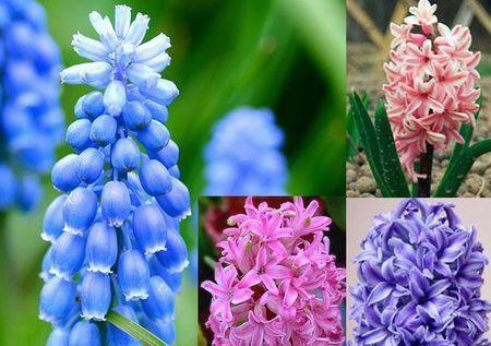什么花代表新生？揭秘花语背后的含义！