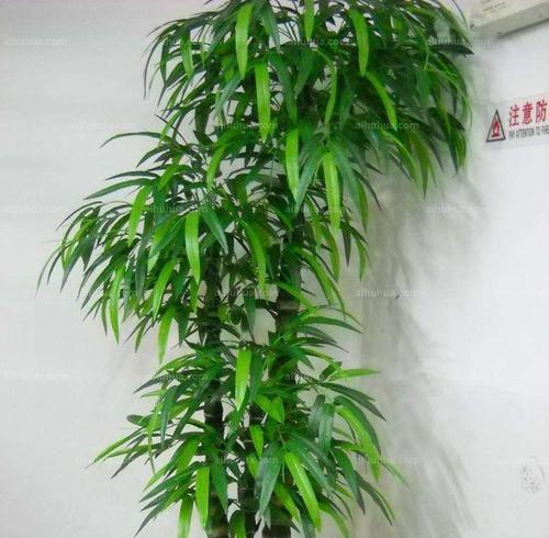 佛肚竹好养吗？养殖方法和养护要点是什么？