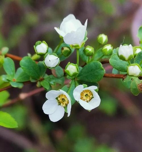 什么花代表信任？花语中表达信任的花卉有哪些？