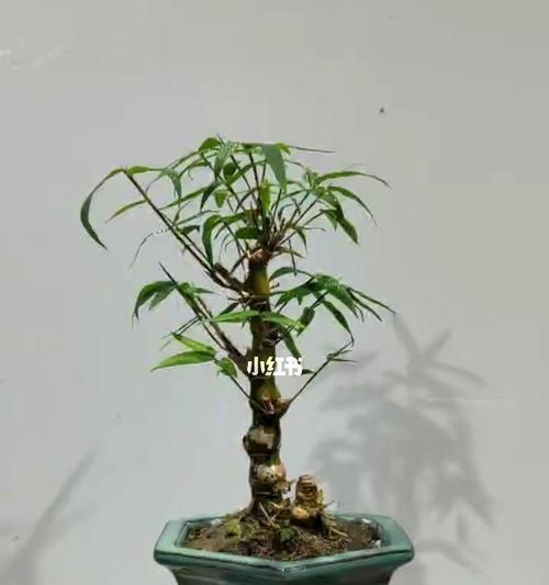 佛肚竹放在卧室安全吗？有无毒性影响？
