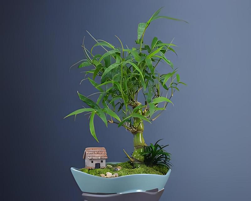 佛肚竹叶片发黄怎么办？如何正确处理？